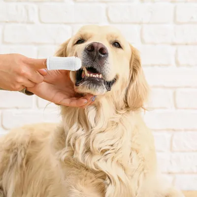 6 brosses à dents chien – 4 couleurs – Silicone souple 360° 6 brosses à dents chien – 4 couleurs – Silicone souple 360°