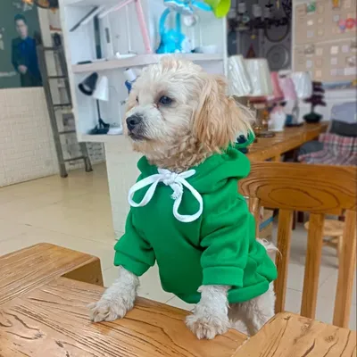 HausPets Suéter perro M algodón suave – Fruta, corazón, rana