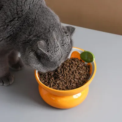 Erhöhter Katzennapf – 15° geneigt – Orangefarbene Keramik