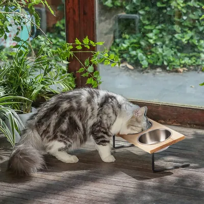 Gamelles surélevées Chats, incliné 15° Inoxydable, Support Bol en
