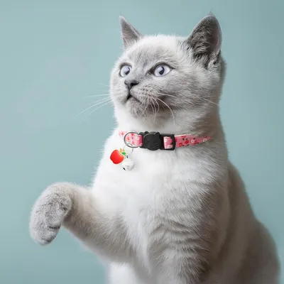 7er-Pack Katzenhalsband mit Früchten & Glocke - Sicherheit
