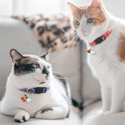 7er-Pack Katzenhalsband mit Früchten & Glocke - Sicherheit