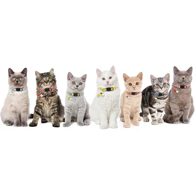 7er-Pack Katzenhalsband mit Früchten & Glocke - Sicherheit