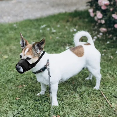 HausPets Maulkorb Hund Nylon Atmungsaktiv Schwarz Größe L
