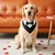 HausPets Hund Fliege - Formal, Verstellbar, D-Ring HausPets Hund Fliege - Formal, Verstellbar, D-Ring