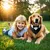 HausPets Hund Fliege - Formal, Verstellbar, D-Ring HausPets Hund Fliege - Formal, Verstellbar, D-Ring