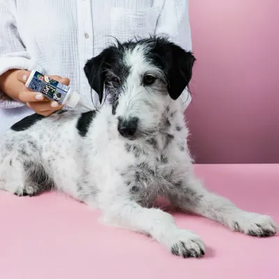 Tierliebhaber Z-Spot für Hunde Tierliebhaber Z-Spot für Hunde