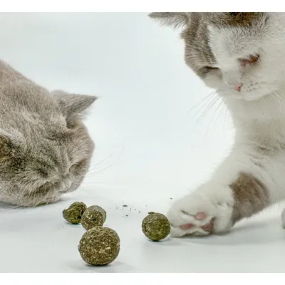 Kater Kasimir Boules à l'herbe à chat (lot de 10) Kater Kasimir Boules à l'herbe à chat (lot de 10)
