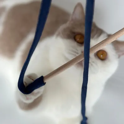 Kater Kasimir canne à pêche Rangelangel Kater Kasimir canne à pêche Rangelangel