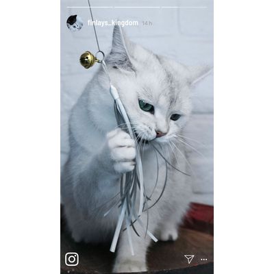 Cane à jouer pour chat « Kater Kasimir » avec 4 jouets