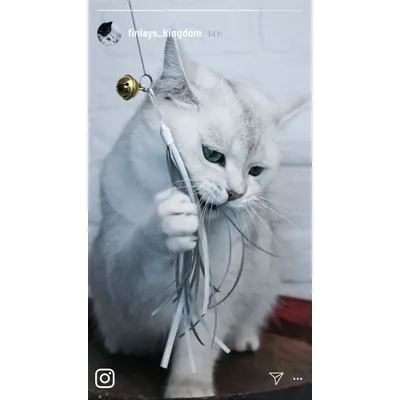 Cane à jouer pour chat « Kater Kasimir » avec 4 jouets Cane à jouer pour chat « Kater Kasimir » avec 4 jouets