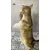 Cane à jouer pour chat « Kater Kasimir » avec 4 jouets Cane à jouer pour chat « Kater Kasimir » avec 4 jouets