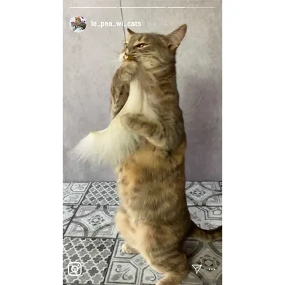 Cane à jouer pour chat « Kater Kasimir » avec 4 jouets Cane à jouer pour chat « Kater Kasimir » avec 4 jouets