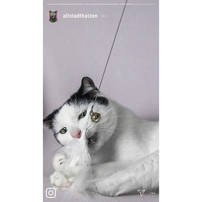 Kater Kasimir Spielangel für Katzen mit 4 Anhängern