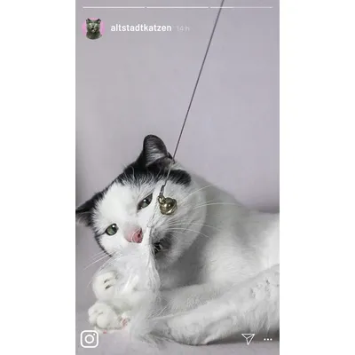 Cane à jouer pour chat « Kater Kasimir » avec 4 jouets Cane à jouer pour chat « Kater Kasimir » avec 4 jouets