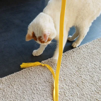 Kater Kasimir canne à pêche Rangelangel Kater Kasimir canne à pêche Rangelangel