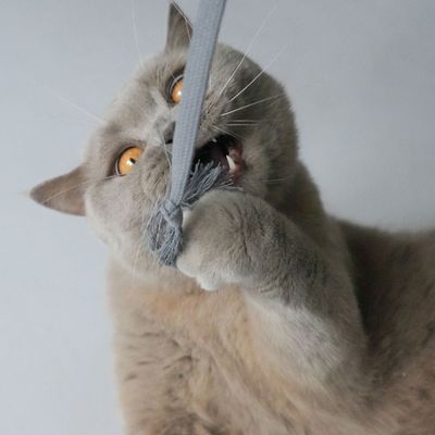 Kater Kasimir canne à pêche Rangelangel