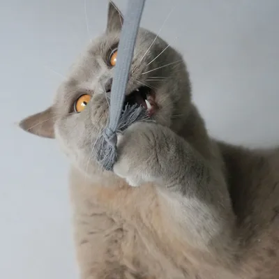 Kater Kasimir canne à pêche Rangelangel Kater Kasimir canne à pêche Rangelangel