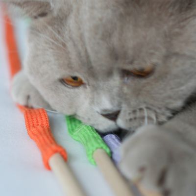 Kater Kasimir Spielangel für Katzen Rangelangel