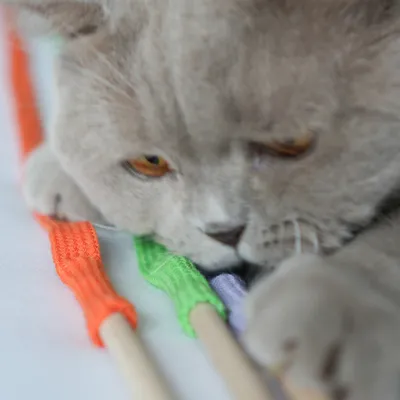 Kater Kasimir canne à pêche Rangelangel Kater Kasimir canne à pêche Rangelangel