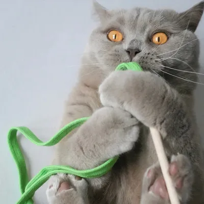 Kater Kasimir canne à pêche Rangelangel Kater Kasimir canne à pêche Rangelangel