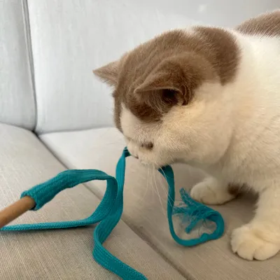 Kater Kasimir canne à pêche Rangelangel Kater Kasimir canne à pêche Rangelangel