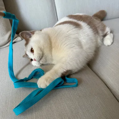 Kater Kasimir canne à pêche Rangelangel Kater Kasimir canne à pêche Rangelangel