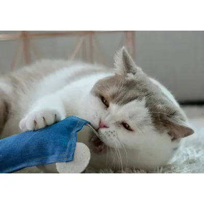 Kater Kasimir, Souris jouet pour chats, Maus-Jürgen Kater Kasimir, Souris jouet pour chats, Maus-Jürgen