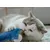 Kater Kasimir, Souris jouet pour chats, Maus-Jürgen Kater Kasimir, Souris jouet pour chats, Maus-Jürgen