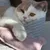 Kater Kasimir, Souris jouet pour chats, Mäuserich Kater Kasimir, Souris jouet pour chats, Mäuserich
