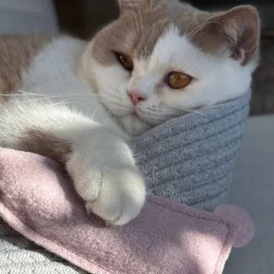 Kater Kasimir, Souris jouet pour chats, Mäuserich Kater Kasimir, Souris jouet pour chats, Mäuserich