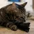Kater Kasimir, Souris jouet pour chats, Mäuserich Kater Kasimir, Souris jouet pour chats, Mäuserich