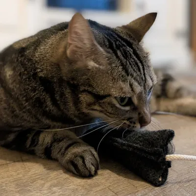 Kater Kasimir, Souris jouet pour chats, Mäuserich Kater Kasimir, Souris jouet pour chats, Mäuserich