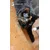 Kater Kasimir Katzen-Thymian, getrocknet, 30g Kater Kasimir Katzen-Thymian, getrocknet, 30g