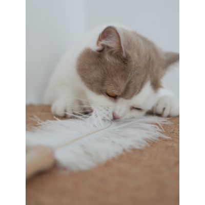 Kater Kasimir Jouet à plumes pour chats