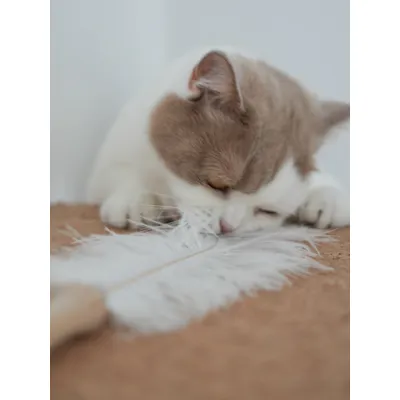 Kater Kasimir Jouet à plumes pour chats Kater Kasimir Jouet à plumes pour chats