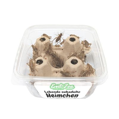 EntoZoo lebende Heimchen
