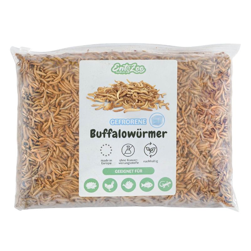 EntoZoo gefrorene Buffalowürmer