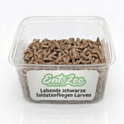 EntoZoo lebende Hermetia Larven