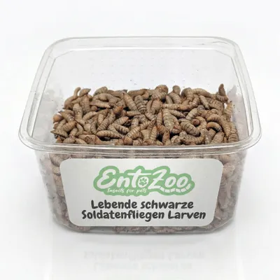 EntoZoo lebende Hermetia Larven EntoZoo lebende Hermetia Larven