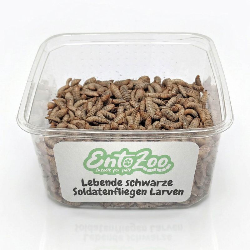 EntoZoo lebende Hermetia Larven