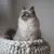 STYLECATS Katzenbett Boogie