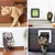 Pawffee Gatera blanca M de 4 vías – apertura magnética con túnel integrado