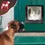 Pawffee Gatera magnética negra grande para gatos y perros pequeños Pawffee Gatera magnética negra grande para gatos y perros pequeños