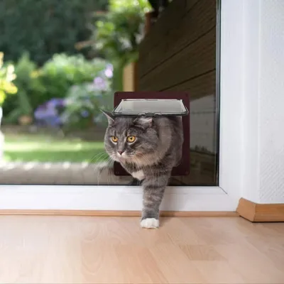 Pawffee Gatera marrón M – Apertura magnética de 4 vías con túnel integrado