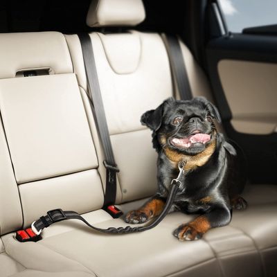 FurryFusion Cuerda reflectante anti-salto para perros miniatura