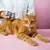 Tierliebhaber Z-Spot für Katzen Tierliebhaber Z-Spot für Katzen