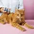 Tierliebhaber Z-Spot für Katzen