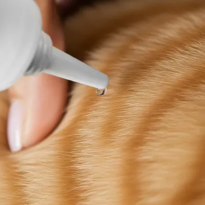 Tierliebhaber Z-Spot für Katzen Tierliebhaber Z-Spot für Katzen
