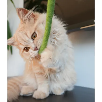 LEO LÖWENKATZ Serpent en feutre pour chats. Fabriqué à la main LEO LÖWENKATZ Serpent en feutre pour chats. Fabriqué à la main